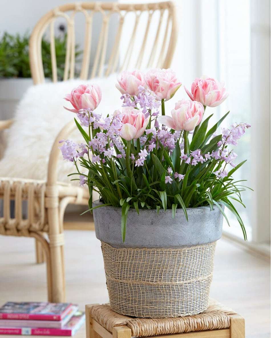 'Pink Suffusion' lökblandning